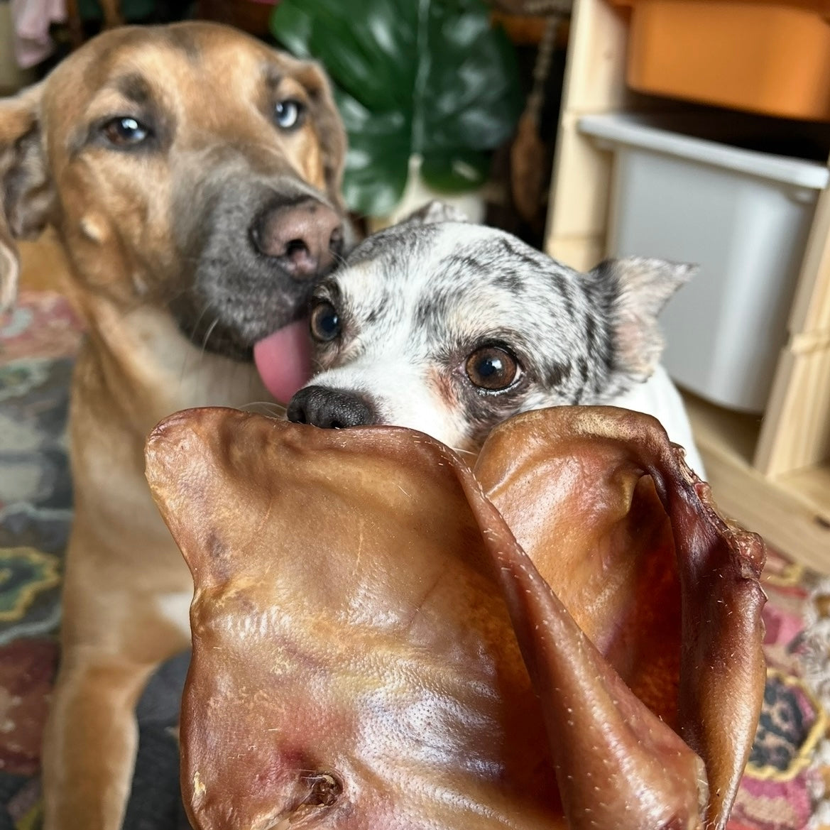 Air Dried Pasture-Raised Pig Ear Chews