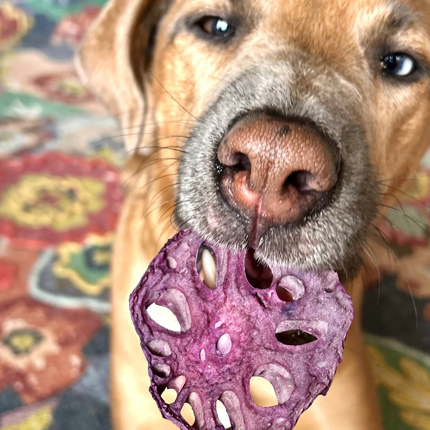 Air Dried Rainbow Lotus Root Chips